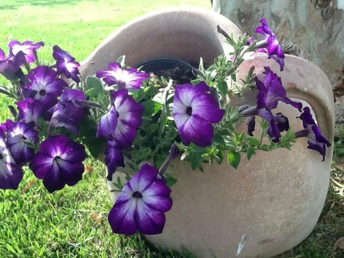Agriturismo Il Poggiolo Grosseto Farm stay